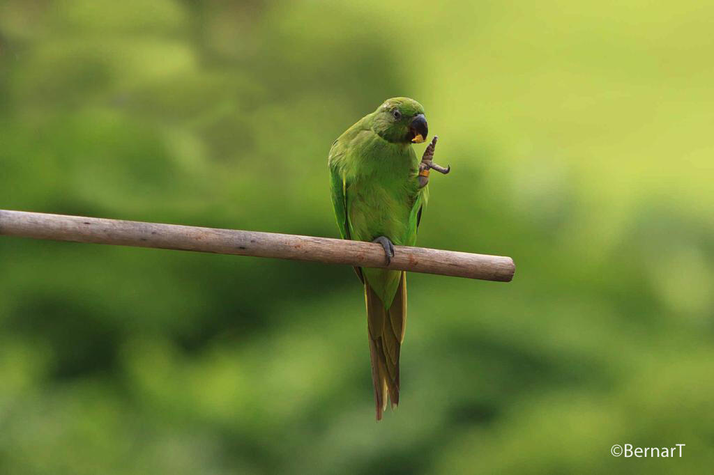 Mauritius Echo Parakeet