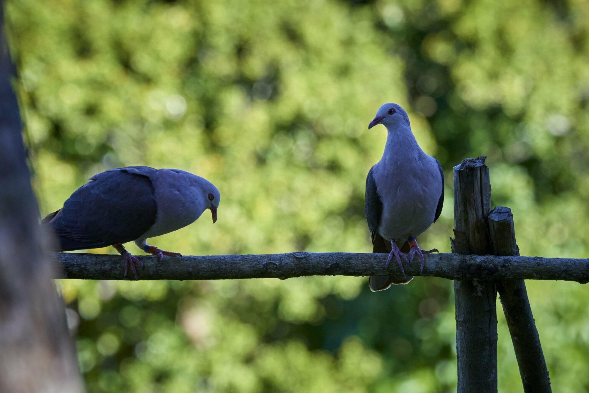 Pink Pigeon Mauritius
